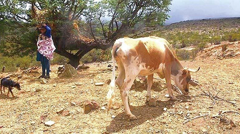 El ganado es el más afectado por el estrés hídrico en el cono sur de Cochabamba. | Los